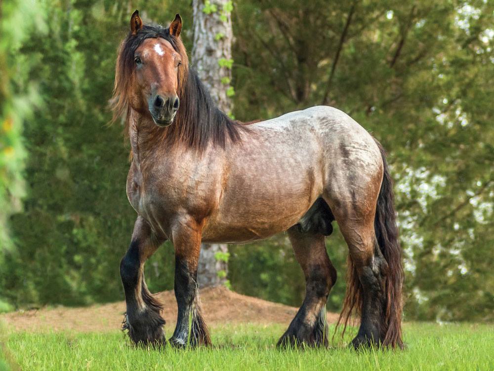 Ardennes Draft Horse